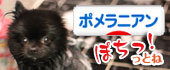 にほんブログ村