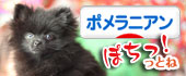 にほんブログ村