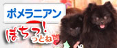 にほんブログ村