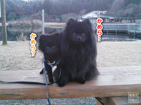 20121221_真熊&志熊3