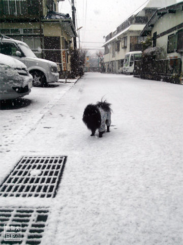 20130115_大雪1