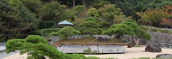 日本庭園の巨大な松の盆栽