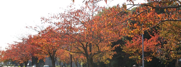 鶴見川土手の桜並木の紅葉