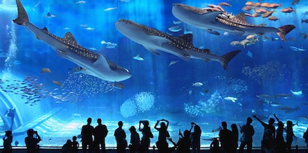 美ら海水族館さんです☆