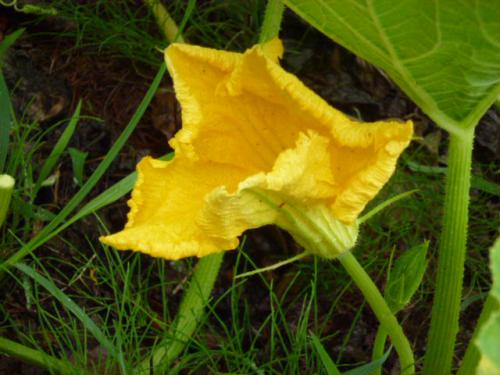 カボチャの花
