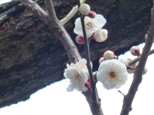 梅
