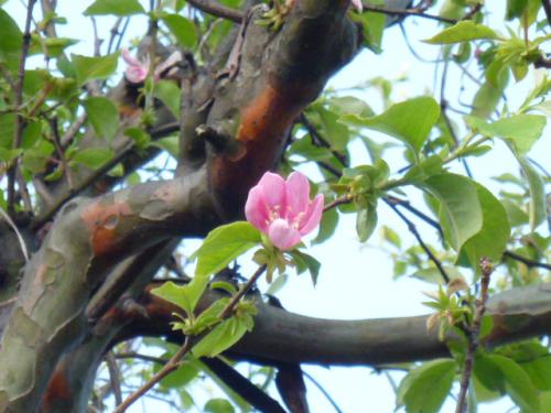 花梨