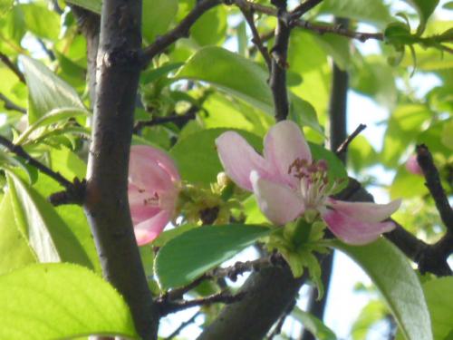 花梨