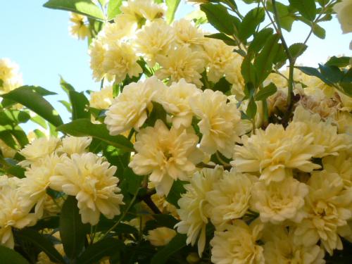 木香薔薇