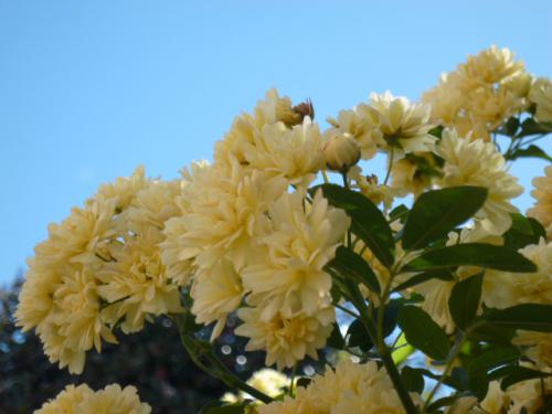 木香薔薇