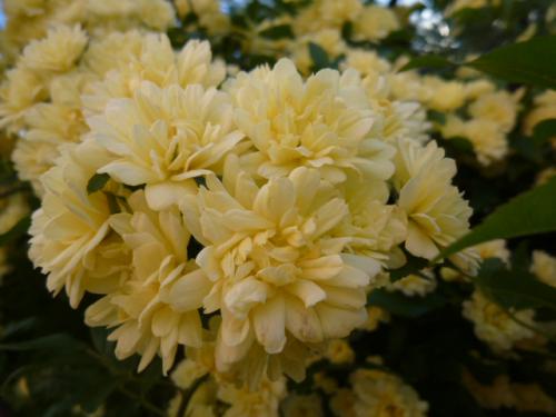 木香薔薇