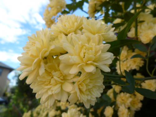 木香薔薇