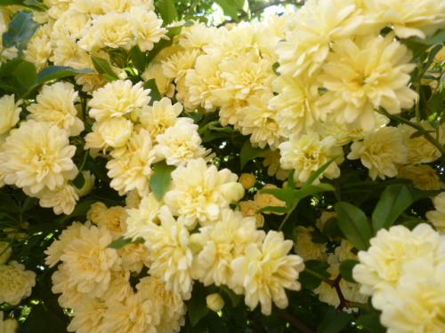 木香薔薇