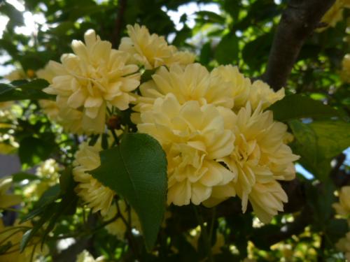 木香薔薇