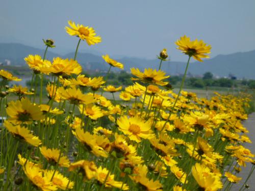 大金鶏菊