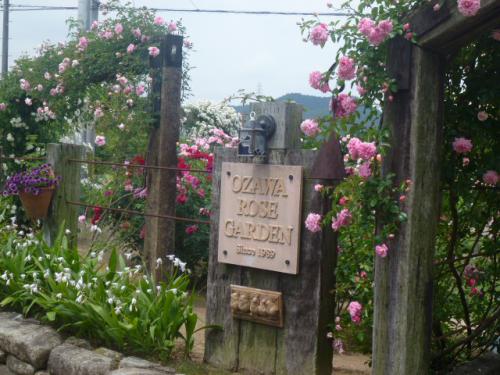 薔薇