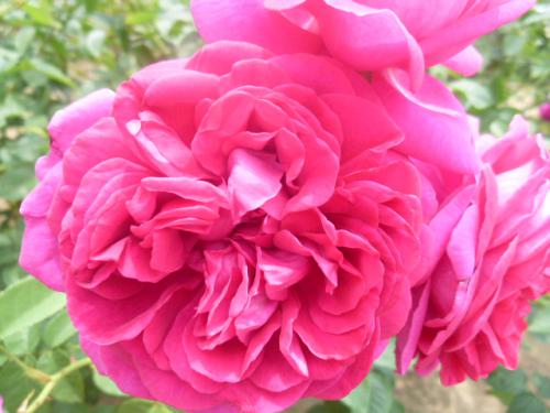 薔薇