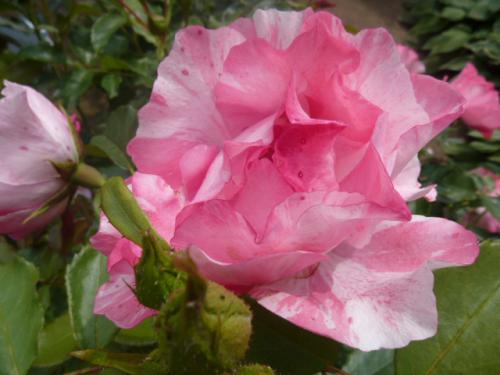 薔薇