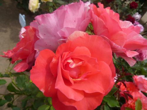 薔薇