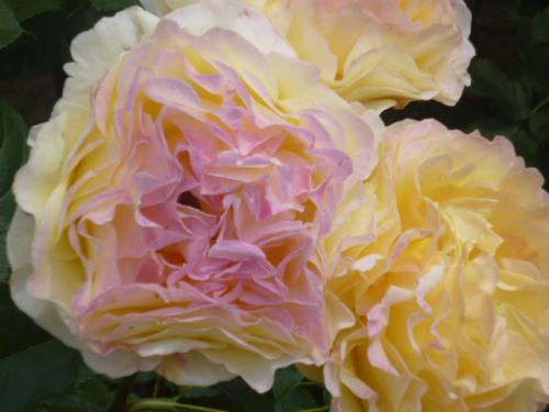 薔薇