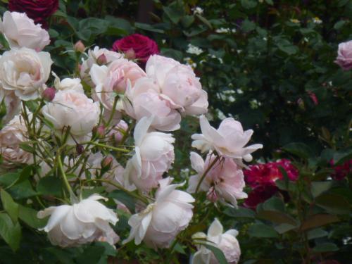 薔薇