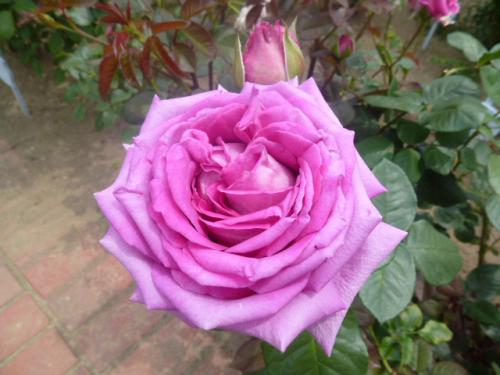薔薇