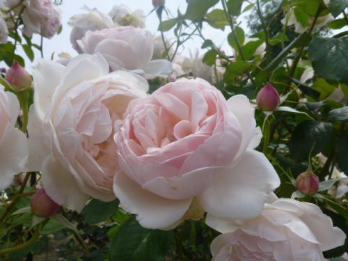 薔薇