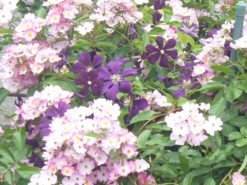 薔薇