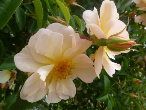 薔薇