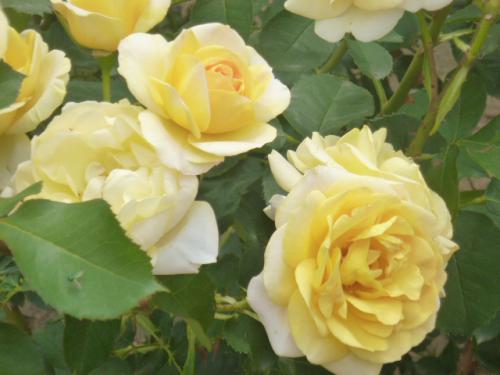 薔薇