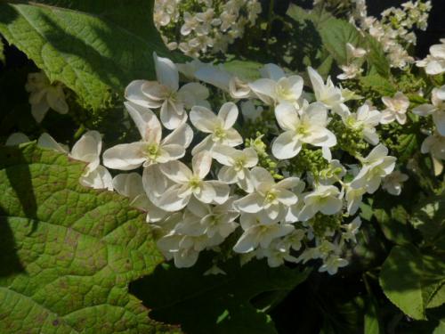 柏葉紫陽花