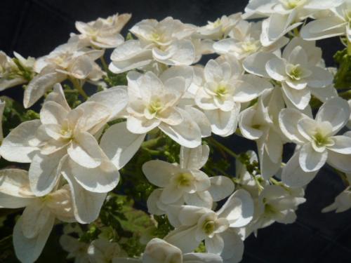 柏葉紫陽花