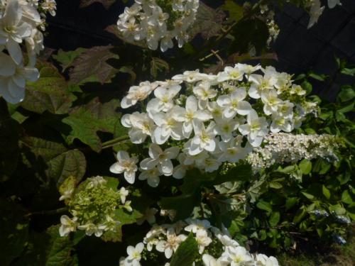 柏葉紫陽花