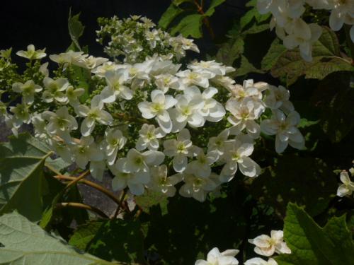 柏葉紫陽花
