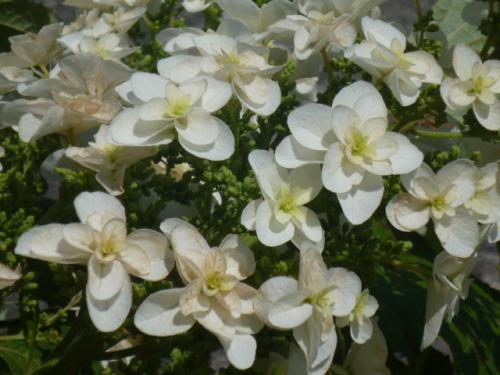 柏葉紫陽花