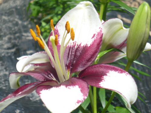 百合