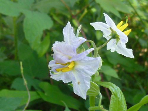 悪茄子