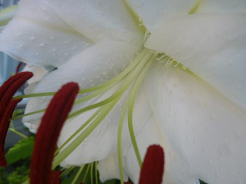 百合