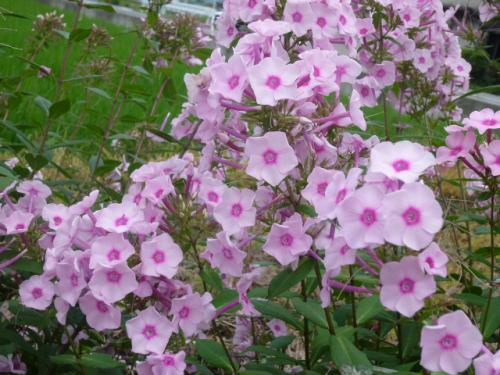 花魁草