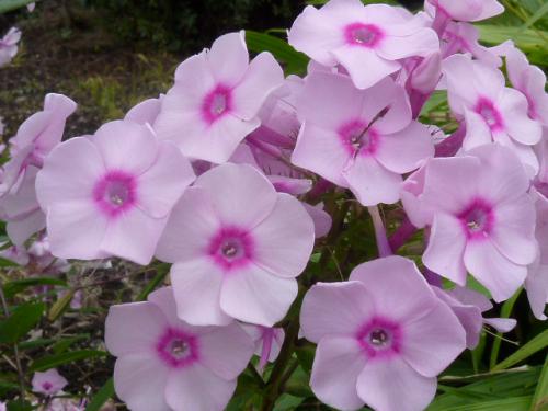 花魁草