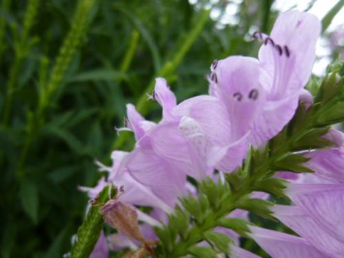 花虎ノ尾