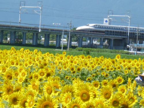 向日葵