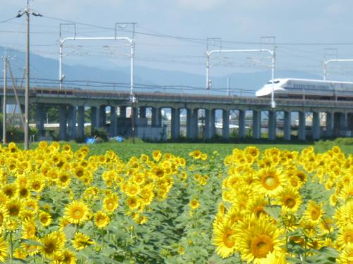 向日葵