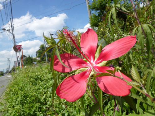 紅葉葵