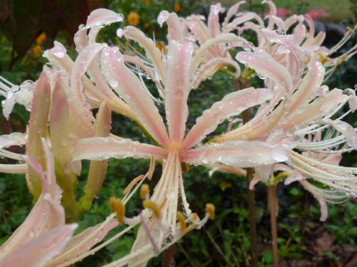 曼珠沙華