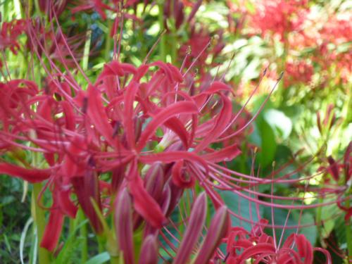 曼珠沙華
