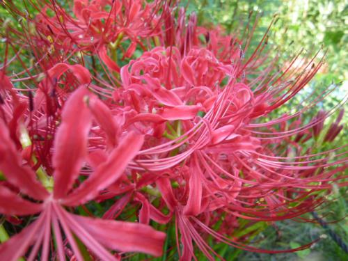 曼珠沙華