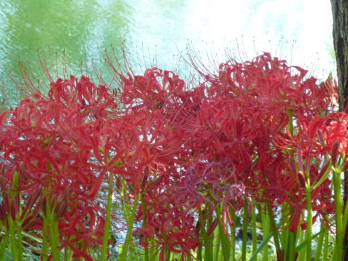 曼珠沙華