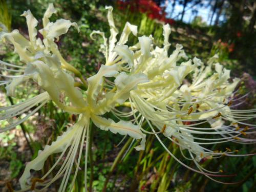 曼珠沙華
