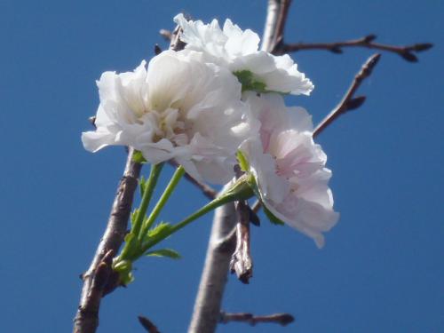 十月桜